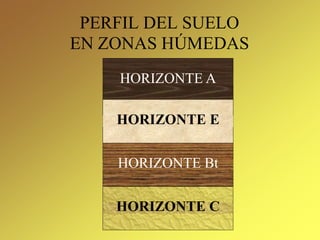 PERFIL DEL SUELO
EN ZONAS HÚMEDAS
HORIZONTE A
HORIZONTE C
HORIZONTE Bt
HORIZONTE E
 