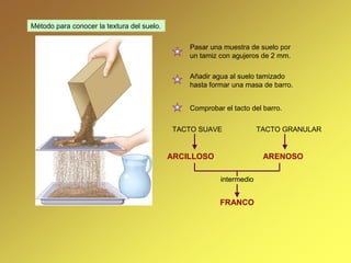Método para conocer la textura del suelo.
Pasar una muestra de suelo por
un tamiz con agujeros de 2 mm.
Añadir agua al suelo tamizado
hasta formar una masa de barro.
Comprobar el tacto del barro.
TACTO SUAVE TACTO GRANULAR
ARCILLOSO ARENOSO
FRANCO
intermediointermedio
 