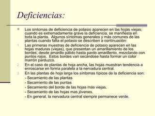 Deficiencias:
 Los sintomas de deficiencia de potasio aparecen en las hojas viejas;
cuando es extremadamente grave la deficiencia, se manifiesta en
toda la planta. Algunos síntomas generales y más comunes de las
plantas cuando falta el potasio se describen a continuación:
1. Las primeras muestras de deficiencia de potasio aparecen en las
hojas maduras (viejas), que presentan un amarillamiento de los
bordes, desde amarillo pálido hasta pardo amarillento, mezclando con
puntos rojos. Estos bordes van secándose hasta formar un color
marrón parduzco.
2. En el caso de plantas de hoja ancha, las hojas muestran tendencia a
enroscarse en forma paralela a la nervadura central.
3. En las plantas de hoja larga los síntomas típicos de la deficiencia son:
- Secamiento de las plantas
- Secamiento de las puntas
- Secamiento del borde de las hojas más viejas.
- Secamiento de las hojas mas jóvenes.
- En general, la nervadura central siempre permanece verde.
 