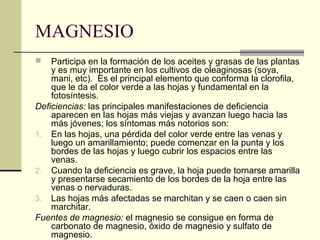 MAGNESIO
 Participa en la formación de los aceites y grasas de las plantas
y es muy importante en los cultivos de oleaginosas (soya,
mani, etc). Es el principal elemento que conforma la clorofila,
que le da el color verde a las hojas y fundamental en la
fotosíntesis.
Deficiencias: las principales manifestaciones de deficiencia
aparecen en las hojas más viejas y avanzan luego hacia las
más jóvenes; los síntomas más notorios son:
1. En las hojas, una pérdida del color verde entre las venas y
luego un amarillamiento; puede comenzar en la punta y los
bordes de las hojas y luego cubrir los espacios entre las
venas.
2. Cuando la deficiencia es grave, la hoja puede tornarse amarilla
y presentarse secamiento de los bordes de la hoja entre las
venas o nervaduras.
3. Las hojas más afectadas se marchitan y se caen o caen sin
marchitar.
Fuentes de magnesio: el magnesio se consigue en forma de
carbonato de magnesio, óxido de magnesio y sulfato de
magnesio.
 