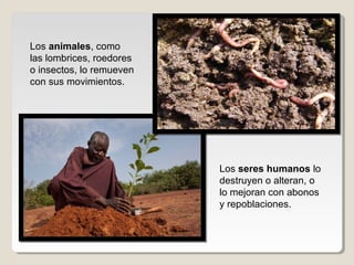 Los animales, como
las lombrices, roedores
o insectos, lo remueven
con sus movimientos.
Los seres humanos lo
destruyen o alteran, o
lo mejoran con abonos
y repoblaciones.
 