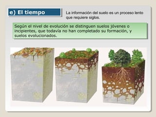 e) El tiempoe) El tiempo La información del suelo es un proceso lento
que requiere siglos.
Según el nivel de evolución se distinguen suelos jóvenes o
incipientes, que todavía no han completado su formación, y
suelos evolucionados.
Según el nivel de evolución se distinguen suelos jóvenes o
incipientes, que todavía no han completado su formación, y
suelos evolucionados.
 