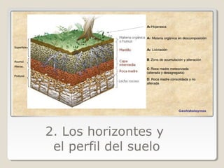 2. Los horizontes y
el perfil del suelo
 