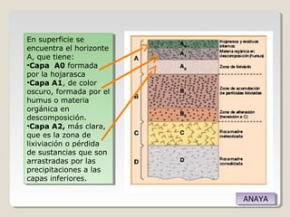 En superficie se
encuentra el horizonte
A, que tiene:
•Capa A0 formada
por la hojarasca
•Capa A1, de color
oscuro, formada por el
humus o materia
orgánica en
descomposición.
•Capa A2, más clara,
que es la zona de
lixiviación o pérdida
de sustancias que son
arrastradas por las
precipitaciones a las
capas inferiores.
En superficie se
encuentra el horizonte
A, que tiene:
•Capa A0 formada
por la hojarasca
•Capa A1, de color
oscuro, formada por el
humus o materia
orgánica en
descomposición.
•Capa A2, más clara,
que es la zona de
lixiviación o pérdida
de sustancias que son
arrastradas por las
precipitaciones a las
capas inferiores.
ANAYAANAYA
 