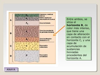 Entre ambos, se
sitúa el
horizonte B, de
color más intenso,
que tiene una
capa de alteración
en contacto con el
horizonte C, y una
capa de
acumulación de
sustancias
lixiviadas
procedentes del
horizonte A.
Entre ambos, se
sitúa el
horizonte B, de
color más intenso,
que tiene una
capa de alteración
en contacto con el
horizonte C, y una
capa de
acumulación de
sustancias
lixiviadas
procedentes del
horizonte A.
ANAYAANAYA
 