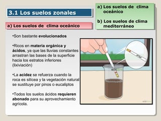 3.1 Los suelos zonales3.1 Los suelos zonales
a) Los suelos de clima
oceánico
b) Los suelos de clima
mediterráneo
a) Los suelos de clima
oceánico
b) Los suelos de clima
mediterráneoa) Los suelos de clima oceánicoa) Los suelos de clima oceánico
•Son bastante evolucionados
•Ricos en materia orgánica y
ácidos, ya que las lluvias constantes
arrastran las bases de la superficie
hacia los estratos inferiores
(lixiviación)
•La acidez se refuerza cuando la
roca es silícea y la vegetación natural
se sustituye por pinos o eucaliptos
•Todos los suelos ácidos requieren
abonado para su aprovechamiento
agrícola.
 