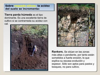 Sobre roquedo silíceo, la acidez
del suelo se incrementa:
Sobre roquedo silíceo, la acidez
del suelo se incrementa:
Tierra parda húmeda es el tipo
dominante. Es una excelente tierra de
cultivo si se contrarresta su acidez con
cal.
Rankers. Se sitúan en las zonas
más altas o pendiente, por tanto están
sometidos a fuerte erosión, lo que
explica su escasa evolución y
espesor. Sólo son aptos para pastos y
bosques, no para cultivo.
 