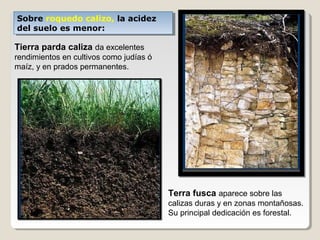 Sobre roquedo calizo, la acidez
del suelo es menor:
Sobre roquedo calizo, la acidez
del suelo es menor:
Tierra parda caliza da excelentes
rendimientos en cultivos como judías ó
maíz, y en prados permanentes.
Terra fusca aparece sobre las
calizas duras y en zonas montañosas.
Su principal dedicación es forestal.
 