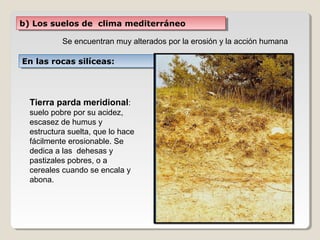 b) Los suelos de clima mediterráneob) Los suelos de clima mediterráneo
Se encuentran muy alterados por la erosión y la acción humana
Tierra parda meridional:
suelo pobre por su acidez,
escasez de humus y
estructura suelta, que lo hace
fácilmente erosionable. Se
dedica a las dehesas y
pastizales pobres, o a
cereales cuando se encala y
abona.
En las rocas silíceas:En las rocas silíceas:
 