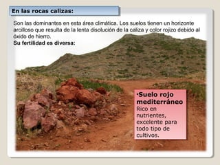 En las rocas calizas:En las rocas calizas:
Son las dominantes en esta área climática. Los suelos tienen un horizonte
arcilloso que resulta de la lenta disolución de la caliza y color rojizo debido al
óxido de hierro.
Su fertilidad es diversa:
•Suelo rojo
mediterráneo
Rico en
nutrientes,
excelente para
todo tipo de
cultivos.
•Suelo rojo
mediterráneo
Rico en
nutrientes,
excelente para
todo tipo de
cultivos.
 