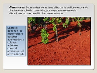 •Terra rossa. Sobre calizas duras tiene el horizonte arcilloso reposando
directamente sobre la roca madre, por lo que son frecuentes la
afloraciones rocosas que dificultan la mecanización.
Sobre él
dominan los
matorrales o
bosques
adehesados y
cultivos
arbóreos
como el
almendro , el
olivo o la vid.
Sobre él
dominan los
matorrales o
bosques
adehesados y
cultivos
arbóreos
como el
almendro , el
olivo o la vid.
 