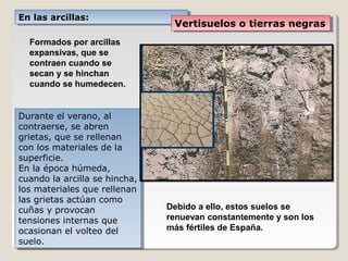 En las arcillas:En las arcillas:
Vertisuelos o tierras negrasVertisuelos o tierras negras
Formados por arcillas
expansivas, que se
contraen cuando se
secan y se hinchan
cuando se humedecen.
Durante el verano, al
contraerse, se abren
grietas, que se rellenan
con los materiales de la
superficie.
En la época húmeda,
cuando la arcilla se hincha,
los materiales que rellenan
las grietas actúan como
cuñas y provocan
tensiones internas que
ocasionan el volteo del
suelo.
Durante el verano, al
contraerse, se abren
grietas, que se rellenan
con los materiales de la
superficie.
En la época húmeda,
cuando la arcilla se hincha,
los materiales que rellenan
las grietas actúan como
cuñas y provocan
tensiones internas que
ocasionan el volteo del
suelo.
Debido a ello, estos suelos se
renuevan constantemente y son los
más fértiles de España.
 