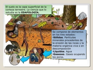 Se compone de elementos
en los tres estados:
•Sólidos. Partículas
minerales procedentes de
la erosión de las rocas y la
materia orgánica viva o en
descomposición
•Líquidos. Agua
•Gaseoso. Gases ocupando
los poros.
Se compone de elementos
en los tres estados:
•Sólidos. Partículas
minerales procedentes de
la erosión de las rocas y la
materia orgánica viva o en
descomposición
•Líquidos. Agua
•Gaseoso. Gases ocupando
los poros.
El suelo es la capa superficial de la
corteza terrestre. La ciencia que lo
estudia es la EDAFOLOGÍA.
El suelo es la capa superficial de la
corteza terrestre. La ciencia que lo
estudia es la EDAFOLOGÍA.
 