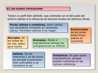 b) Los suelos intrazonalesb) Los suelos intrazonales
Tienen un perfil bien definido, que contrasta con el del suelo del
entorno debido a la influencia de factores locales de distintos climas.
Pardo calizos o rendzinas, sobre calizas
con abundante contenido en carbonato
cálcico. Permiten cultivos si se riegan.
Pardo calizos o rendzinas, sobre calizas
con abundante contenido en carbonato
cálcico. Permiten cultivos si se riegan.
Aluviales. En
las orillas de
los ríos, aptos
para huerta
Aluviales. En
las orillas de
los ríos, aptos
para huerta
Encharcados
de las zonas
endorreicas,
pobres en
nutrientes
Encharcados
de las zonas
endorreicas,
pobres en
nutrientesArenosos. Áridos e
improductivos porque las
precipitaciones se infiltran
Arenosos. Áridos e
improductivos porque las
precipitaciones se infiltran
Salinos. De las
marismas y de las zonas
de elevada evaporación.
Solo cultivables si se
neutraliza la sal.
Salinos. De las
marismas y de las zonas
de elevada evaporación.
Solo cultivables si se
neutraliza la sal.
Volcánicos. En gran parte
improductivos, aunque
pueden cultivarse en las
cenizas volcánicas
Volcánicos. En gran parte
improductivos, aunque
pueden cultivarse en las
cenizas volcánicas
 