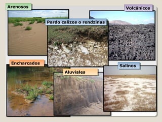 ArenososArenosos
EncharcadosEncharcados
AluvialesAluviales
Pardo calizos o rendzinasPardo calizos o rendzinas
VolcánicosVolcánicos
SalinosSalinos
 