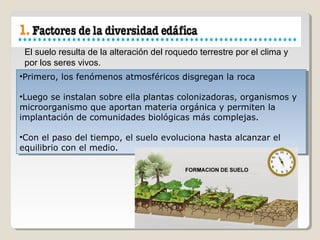 El suelo resulta de la alteración del roquedo terrestre por el clima y
por los seres vivos.
•Primero, los fenómenos atmosféricos disgregan la roca
•Luego se instalan sobre ella plantas colonizadoras, organismos y
microorganismo que aportan materia orgánica y permiten la
implantación de comunidades biológicas más complejas.
•Con el paso del tiempo, el suelo evoluciona hasta alcanzar el
equilibrio con el medio.
•Primero, los fenómenos atmosféricos disgregan la roca
•Luego se instalan sobre ella plantas colonizadoras, organismos y
microorganismo que aportan materia orgánica y permiten la
implantación de comunidades biológicas más complejas.
•Con el paso del tiempo, el suelo evoluciona hasta alcanzar el
equilibrio con el medio.
 