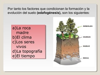 Por tanto los factores que condicionan la formación y la
evolución del suelo (edafogénesis), son los siguientes:
a)La roca
madre
b)El clima
c)Los seres
vivos
d)La topografía
e)El tiempo
a)La roca
madre
b)El clima
c)Los seres
vivos
d)La topografía
e)El tiempo
 