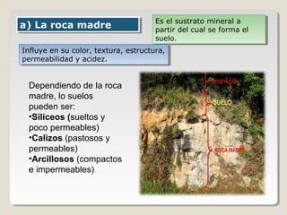 a) La roca madrea) La roca madre Es el sustrato mineral a
partir del cual se forma el
suelo.
Es el sustrato mineral a
partir del cual se forma el
suelo.
Influye en su color, textura, estructura,
permeabilidad y acidez.
Influye en su color, textura, estructura,
permeabilidad y acidez.
Dependiendo de la roca
madre, lo suelos
pueden ser:
•Silíceos (sueltos y
poco permeables)
•Calizos (pastosos y
permeables)
•Arcillosos (compactos
e impermeables)
 
