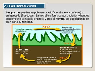 c) Los seres vivosc) Los seres vivos
Las plantas pueden empobrecer y acidificar el suelo (coníferas) o
enriquecerlo (frondosas). La microflora formada por bacterias y hongos
descompone la materia orgánica y crea el humus, del que depende en
gran parte su fertilidad.
 