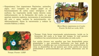 • Organismos: Los organismos (bacterias, animales,
algas, etc.) cumplen un amplio papel en el
funcionamiento de ciclos como: nitrógeno y del
carbono. La vegetación incide tanto directa como
indirectamente en la formación del suelo, ya que
aportan materia orgánica, incrementa el movimiento
del aire y agua, acelera la meteorización, etc.
Adicionalmente, frena la escorrentía y reduce la
erosión hídrica y eólica.
• Tiempo: Cada factor mencionado anteriormente, incide en la
formación del suelo a lo largo del tiempo, lo cual permite
establecer las características encontradas en cada suelo .
Los suelos jóvenes son aquellos que han desarrollado pocas
propiedades y que presentan horizontes con bajo grado de
desarrollo; a medida que van evolucionando, las características de
estos se desarrollan de tal manera que crean suelos con mayor
profundidad y particularidades que permite diferenciar uno de
otro.
Micro-Macro organismos en el suelo.
Fuente: Es fácil ser verde, 2016.
Tiempo. Fuente: 123RF
 