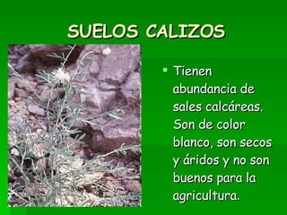SUELOS CALIZOS Tienen abundancia de sales calcáreas. Son de color blanco, son secos y áridos y no son buenos para la agricultura .  