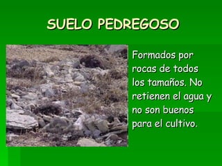 SUELO PEDREGOSO Formados por rocas de todos los tamaños. No retienen el agua y no son buenos para el cultivo .  