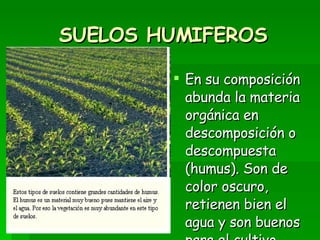 SUELOS HUMIFEROS En su composición abunda la materia orgánica en descomposición o descompuesta (humus). Son de color oscuro, retienen bien el agua y son buenos para el cultivo.   