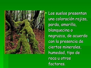 Los suelos presentan una coloración rojiza, parda, amarilla, blanquecina o negruzca, de acuerdo con la presencia de ciertos minerales, humedad, tipo de roca u otros factores.  