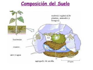 Composición del Suelo

 