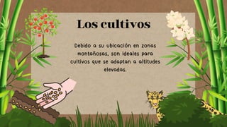 Debido a su ubicación en zonas
montañosas, son ideales para
cultivos que se adaptan a altitudes
elevadas.
Los cultivos
 