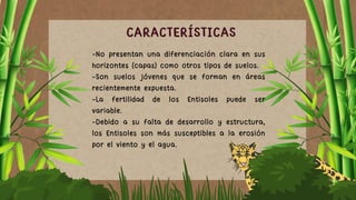 -No presentan una diferenciación clara en sus
horizontes (capas) como otros tipos de suelos.
-Son suelos jóvenes que se forman en áreas
recientemente expuesta.
-La fertilidad de los Entisoles puede ser
variable.
-Debido a su falta de desarrollo y estructura,
los Entisoles son más susceptibles a la erosión
por el viento y el agua.
CARACTERÍSTICAS
 