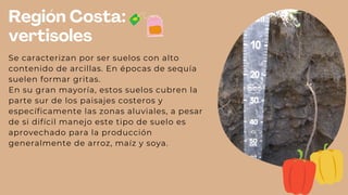 Región Costa:
vertisoles
Se caracterizan por ser suelos con alto
contenido de arcillas. En épocas de sequía
suelen formar gritas.
En su gran mayoría, estos suelos cubren la
parte sur de los paisajes costeros y
específicamente las zonas aluviales, a pesar
de si difícil manejo este tipo de suelo es
aprovechado para la producción
generalmente de arroz, maíz y soya.
 