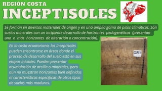 INCEPTISOLES
INCEPTISOLES
Se forman en diversos materiales de origen y en una amplia gama de pisos climáticos. Son
suelos minerales con un incipiente desarrollo de horizontes pedogenéticos (presentan
uno o más horizontes de alteración o concentración).
En la costa ecuatoriana, los Inceptisoles
pueden encontrarse en áreas donde el
proceso de desarrollo del suelo está en sus
etapas iniciales. Pueden presentar
acumulación de arcilla o minerales, pero
aún no muestran horizontes bien definidos
ni características específicas de otros tipos
de suelos más maduros.
REGIÓN COSTA
REGIÓN COSTA
 