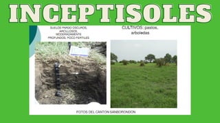 INCEPTISOLES
INCEPTISOLES
 