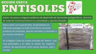 ENTISOLES
ENTISOLES
Suelos con poca o ninguna evidencia de desarrollo de horizontes pedogenéticos. Dominio
de material mineral primario no consolidado y aportes fluviales.
Estos suelos son superficiales, localizándose en
diferentes paisajes en todo el territorio nacional,
producto de erosiones, aportes aluviales y coluviales o
por acción antrópica.
En la Región Costa los suelos aluviales de “banco”, son
muy apreciados y en ellos se tienen los mayores
cultivos de exportación como cacao, banano, café y
frutales.
REGIÓN COSTA
REGIÓN COSTA
 