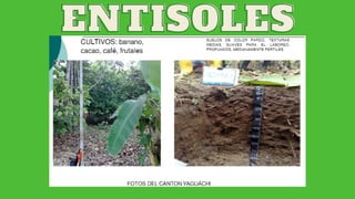 ENTISOLES
ENTISOLES
 