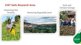 CIAT Soils Research Area
Restoring Degraded Land
Soils and
Climate Change
Sustaining Soil
Fertility
 