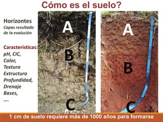 Cómo es el suelo?
1 cm de suelo requiere más de 1000 años para formarse
Horizontes
Capas resultado
de la evolución
Características:
pH, CIC,
Color,
Textura
Extructura
Profundidad,
Drenaje
Bases,
….
A
B
C
A
B
C
 