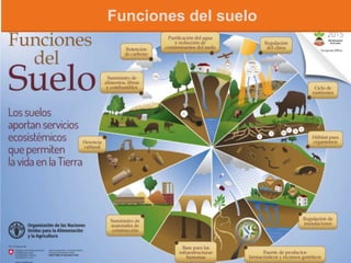 Funciones del suelo
 