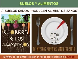  SUELOS SANOS PRODUCEN ALIMENTOS SANOS
El 100 % de los alimentos estan en riesgo si se degradan los suelos
SUELOS Y ALIMENTOS
 