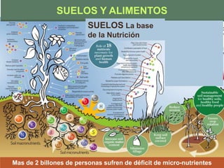 Mas de 2 billones de personas sufren de déficit de micro-nutrientes
SUELOS Y ALIMENTOS
SUELOS La base
de la Nutrición
 