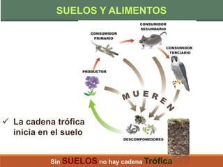 Sin SUELOS no hay cadena Trófica
SUELOS Y ALIMENTOS
 La cadena trófica
inicia en el suelo
 