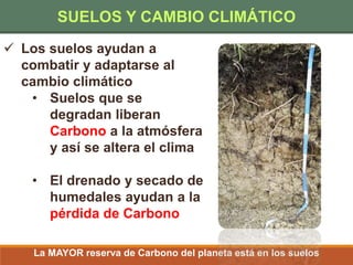  Los suelos ayudan a
combatir y adaptarse al
cambio climático
• Suelos que se
degradan liberan
Carbono a la atmósfera
y así se altera el clima
• El drenado y secado de
humedales ayudan a la
pérdida de Carbono
La MAYOR reserva de Carbono del planeta está en los suelos
SUELOS Y CAMBIO CLIMÁTICO
 