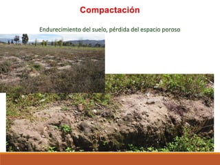 Endurecimiento del suelo, pérdida del espacio poroso
Compactación
 
