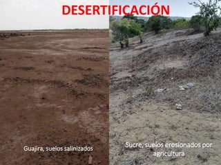 DESERTIFICACIÓN
Guajira, suelos salinizados
Sucre, suelos erosionados por
agricultura
 