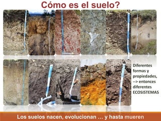 Cómo es el suelo?
Diferentes
formas y
propiedades,
--> entonces
diferentes
ECOSISTEMAS
Los suelos nacen, evolucionan … y hasta mueren
 