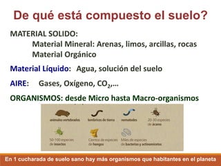 De qué está compuesto el suelo?
MATERIAL SOLIDO:
Material Mineral: Arenas, limos, arcillas, rocas
Material Orgánico
Material Líquido: Agua, solución del suelo
AIRE: Gases, Oxígeno, CO2,…
ORGANISMOS: desde Micro hasta Macro-organismos
En 1 cucharada de suelo sano hay más organismos que habitantes en el planeta
 