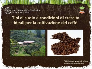 Tipi di suolo e condizioni di crescita
ideali per la coltivazione del caffè
Within the framework of the
Global Soil Partnership
 