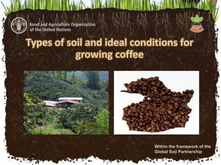 Types of soil and ideal conditions for
growing coffee
Within the framework of the
Global Soil Partnership
 