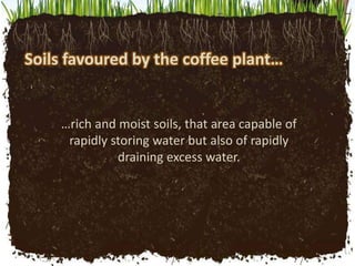 Soils favoured by the coffee plant…
…rich and moist soils, that area capable of
rapidly storing water but also of rapidly
...